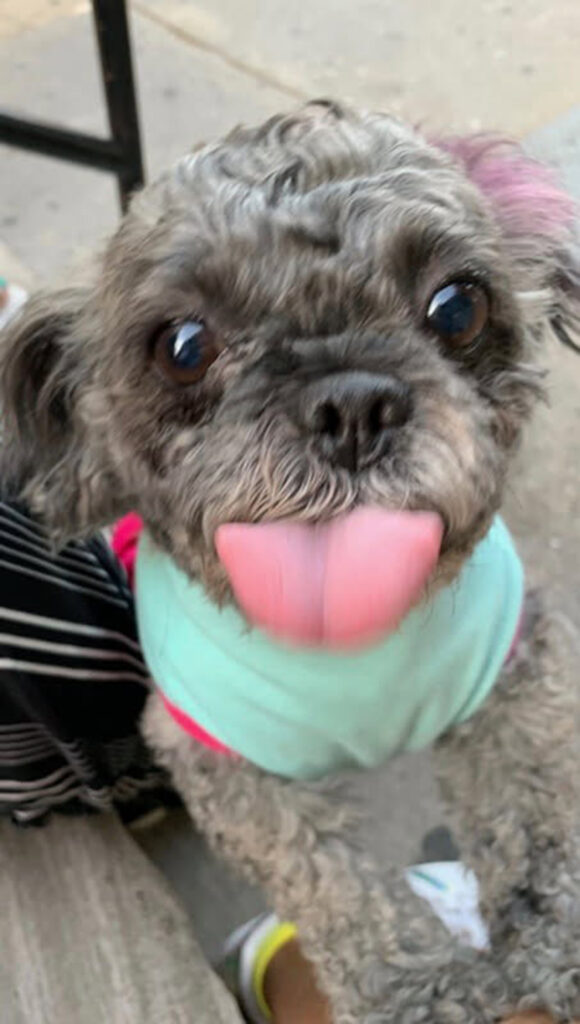 Callous dog-napper with over 40 prior arrests steals beloved senior Shih Tzu, gets cut loose in court Callous dog-napper with over 40 prior arrests steals beloved senior Shih Tzu, gets cut loose in court