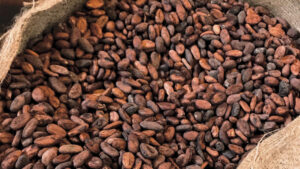BoI Launches €85m Facility to Boost Cocoa Processing
