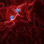 Researchers link gut microbe to cancer-fighting immune response