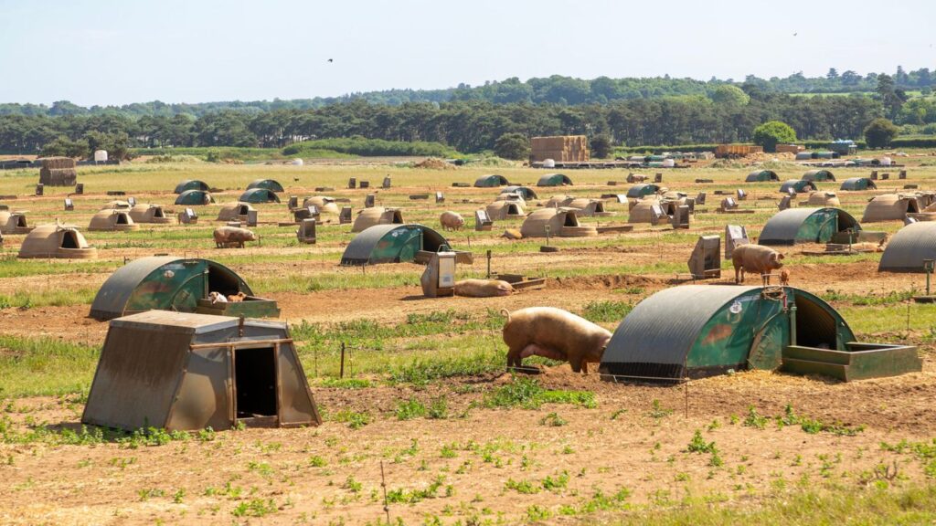 This British farm is running AI on pig muck — and it could lead to a major windfall for farmers energy income, earning ten times more than the grid This British farm is running AI on pig muck — and it could lead to a major windfall for farmers energy income, earning ten times more than the grid