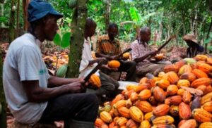 The Missing Link in Nigeria’s Cocoa Value Chain, by Ibim Banigo and Raphaël de Perlinghi