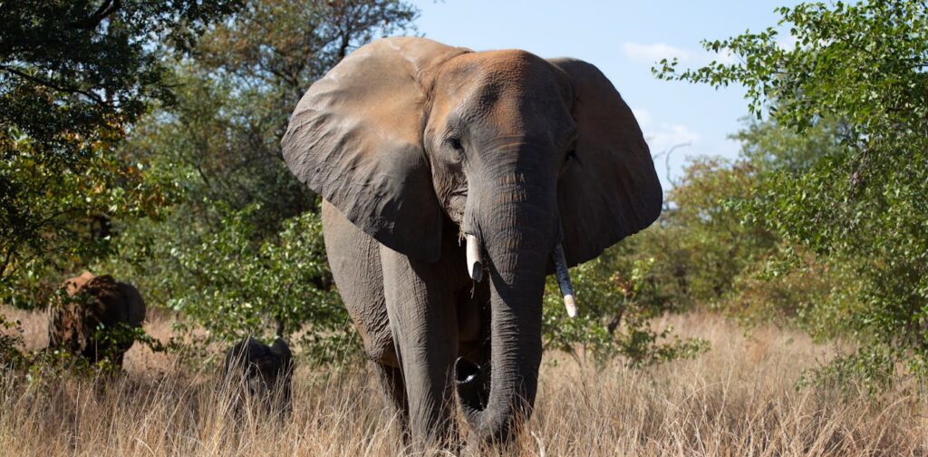 What happens to elephants that stray from Kruger Park? South African policy needs a rewrite