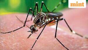 India’s first dengue vaccine Qdenga may arrive in 2027: Can it stop outbreaks? Who can take it? What we know so far India’s first dengue vaccine Qdenga may arrive in 2027: Can it stop outbreaks? Who can take it? What we know so far