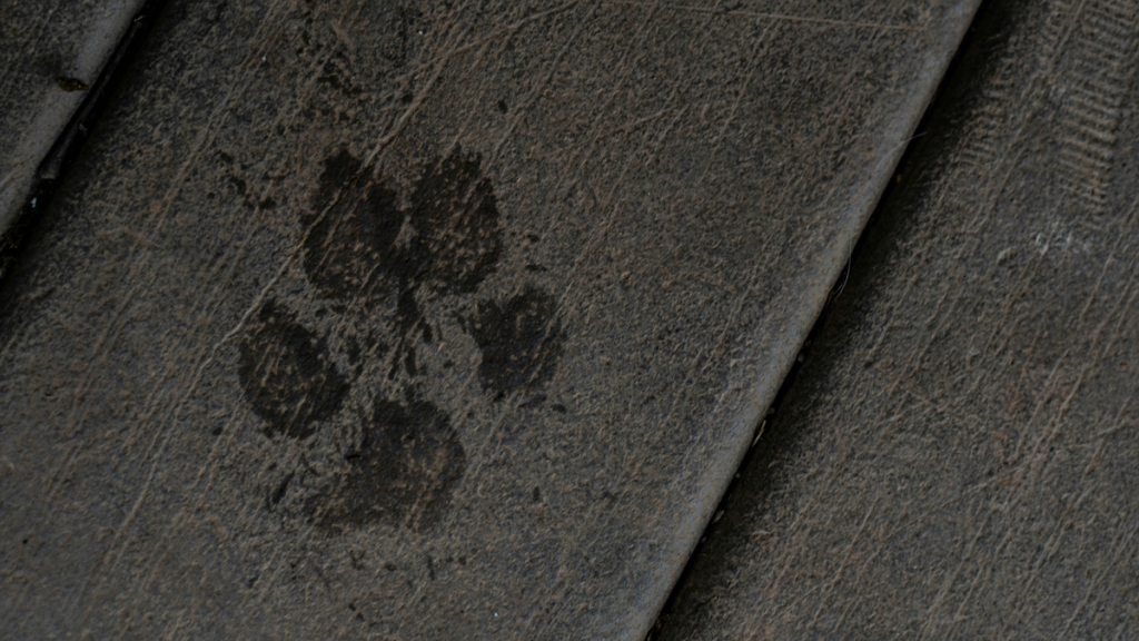 Anthropic Will Watermark All Text Generated by Its AI Models