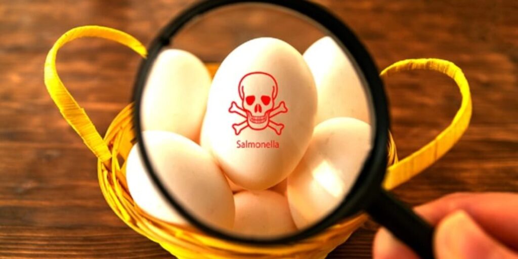 Polish eggs linked to 4 French Salmonella outbreaks Polish eggs linked to 4 French Salmonella outbreaks
