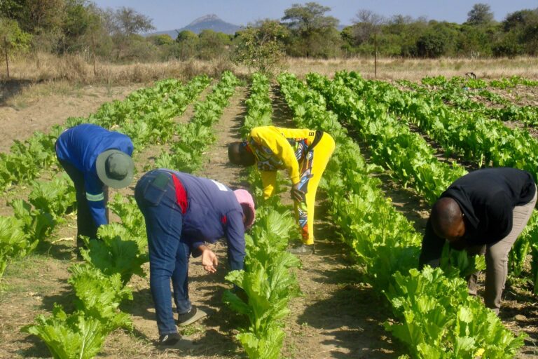 South Africa school uses cattle dung to generate biogas for cooking meals South Africa school uses cattle dung to generate biogas for cooking meals