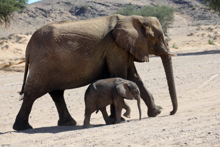 More people, farms, and drought could mean more elephant conflict in Southern Africa More people, farms, and drought could mean more elephant conflict in Southern Africa