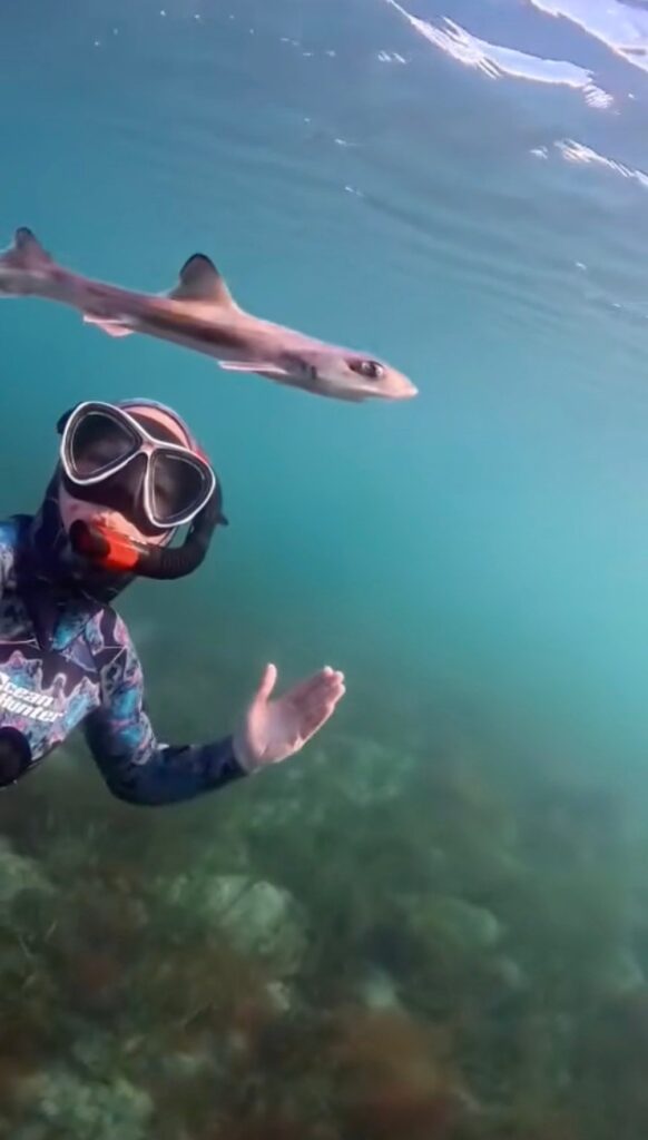 Curious baby shark swims alongside diver in unforgettable encounter: video