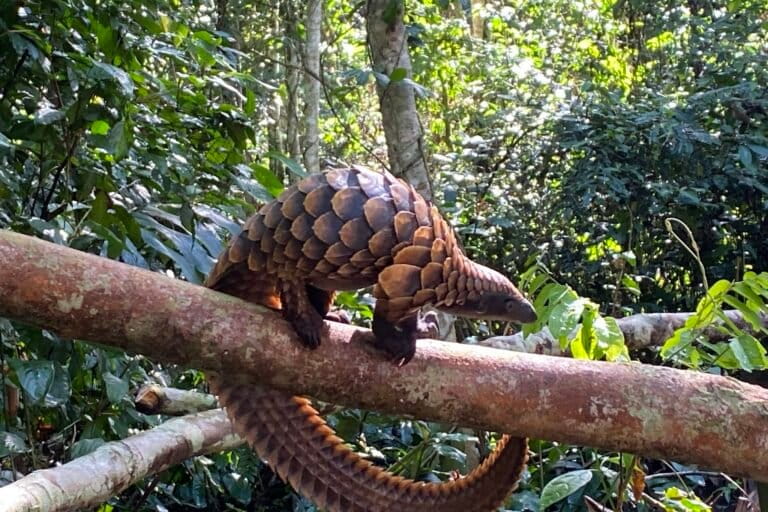 To secure protected areas from wildlife trafficking, criminal networks must be dismantled (commentary) To secure protected areas from wildlife trafficking, criminal networks must be dismantled (commentary)
