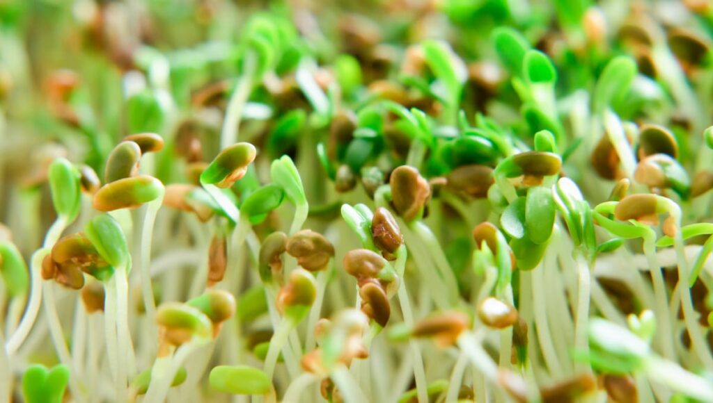 Sprouts tied to outbreak in Minnesota, Wisconsin and possibly other states