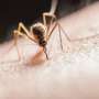 North Macedonia registers fifth West Nile virus death