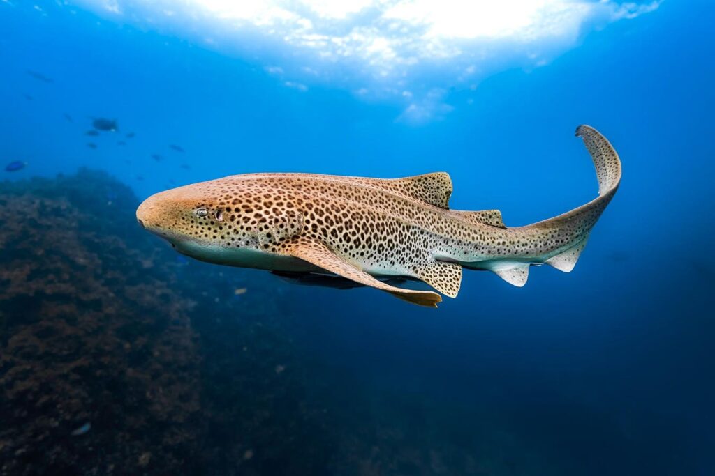 What Shark DNA Can Teach Us About The Biology Of Aging What Shark DNA Can Teach Us About The Biology Of Aging