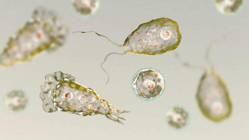 Young Girl Dies From Rare Brain-Eating Amoeba