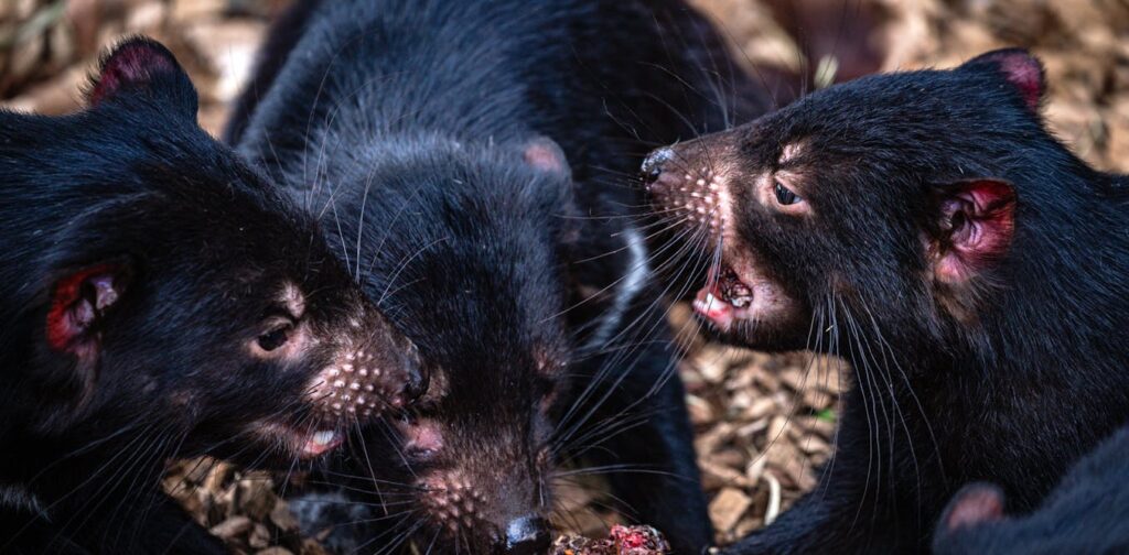 Iconic Australian mammals could be at real risk from bird flu. Could we protect them using vaccines in baits?
