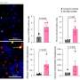 The hidden role of a cell-cycle regulator in senescent cells that don’t divide