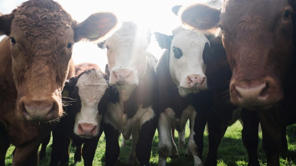 This Cattle Feedlot Turns Manure Into 1.2 Million MMBtu of Natural Gas a Year
