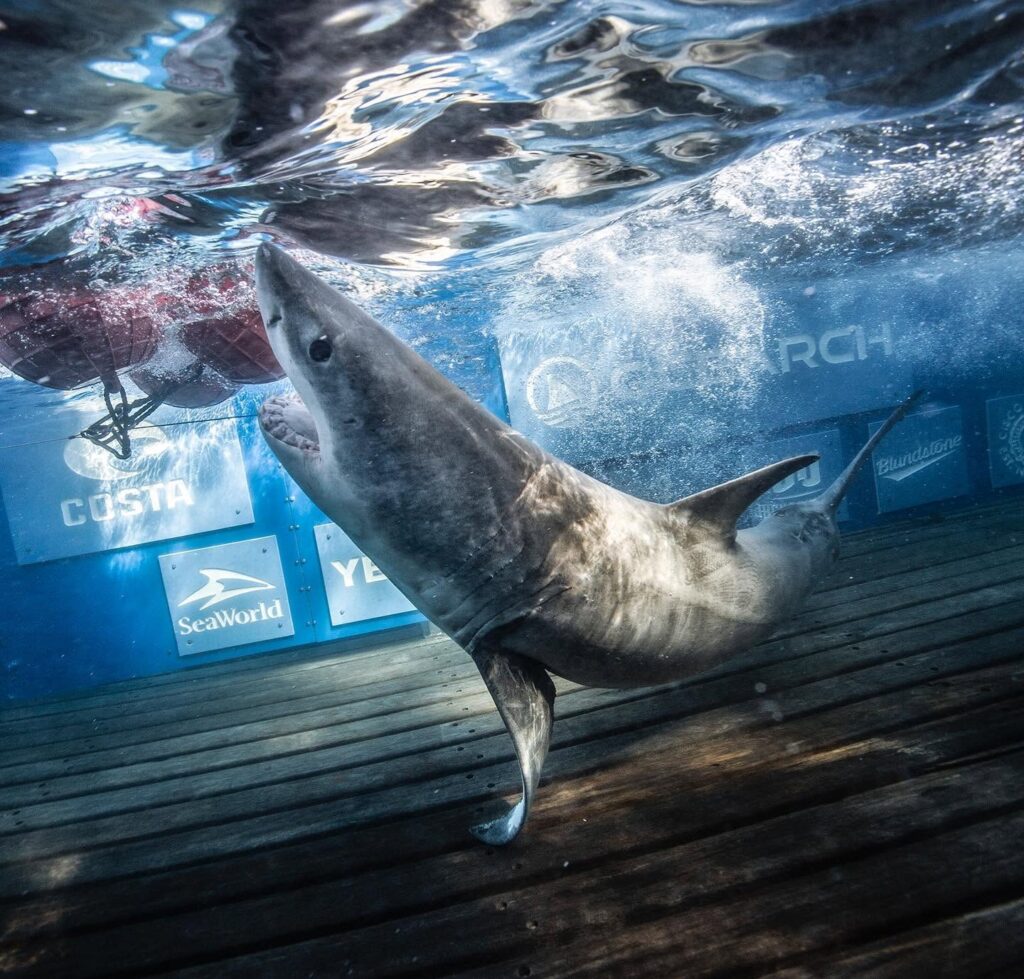 Great white family tree takes shape after DNA reveals 2 tagged sharks are siblings