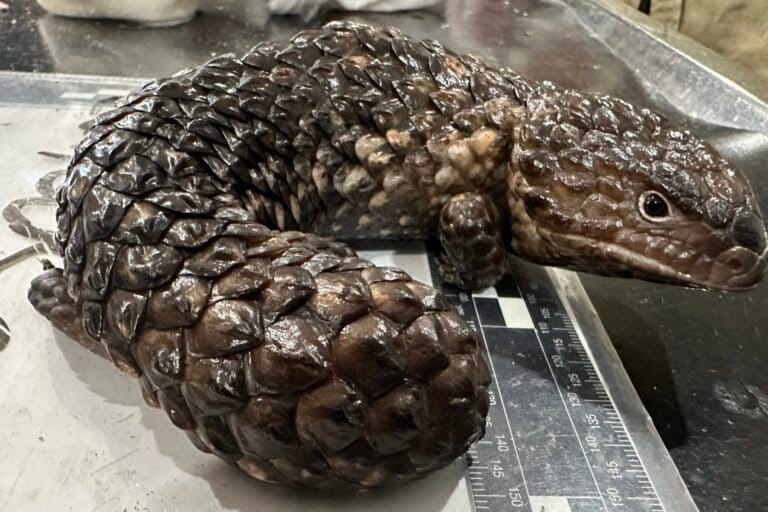 Reptiles, gold and money: How Australia is cracking down on wildlife trafficking Reptiles, gold and money: How Australia is cracking down on wildlife trafficking