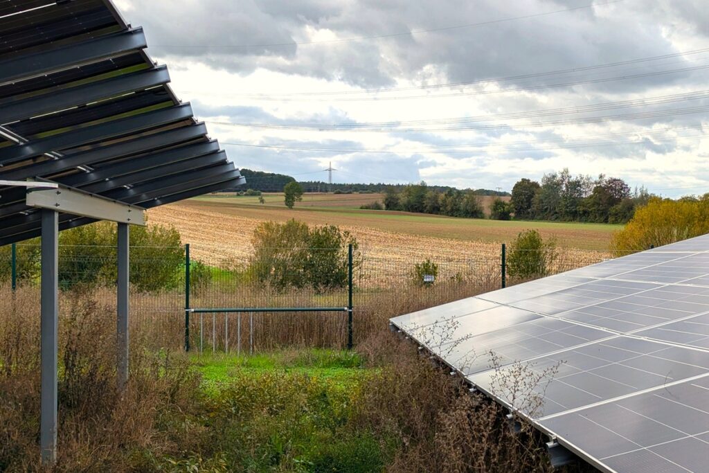 German developer tests roe deer passages at solar park German developer tests roe deer passages at solar park