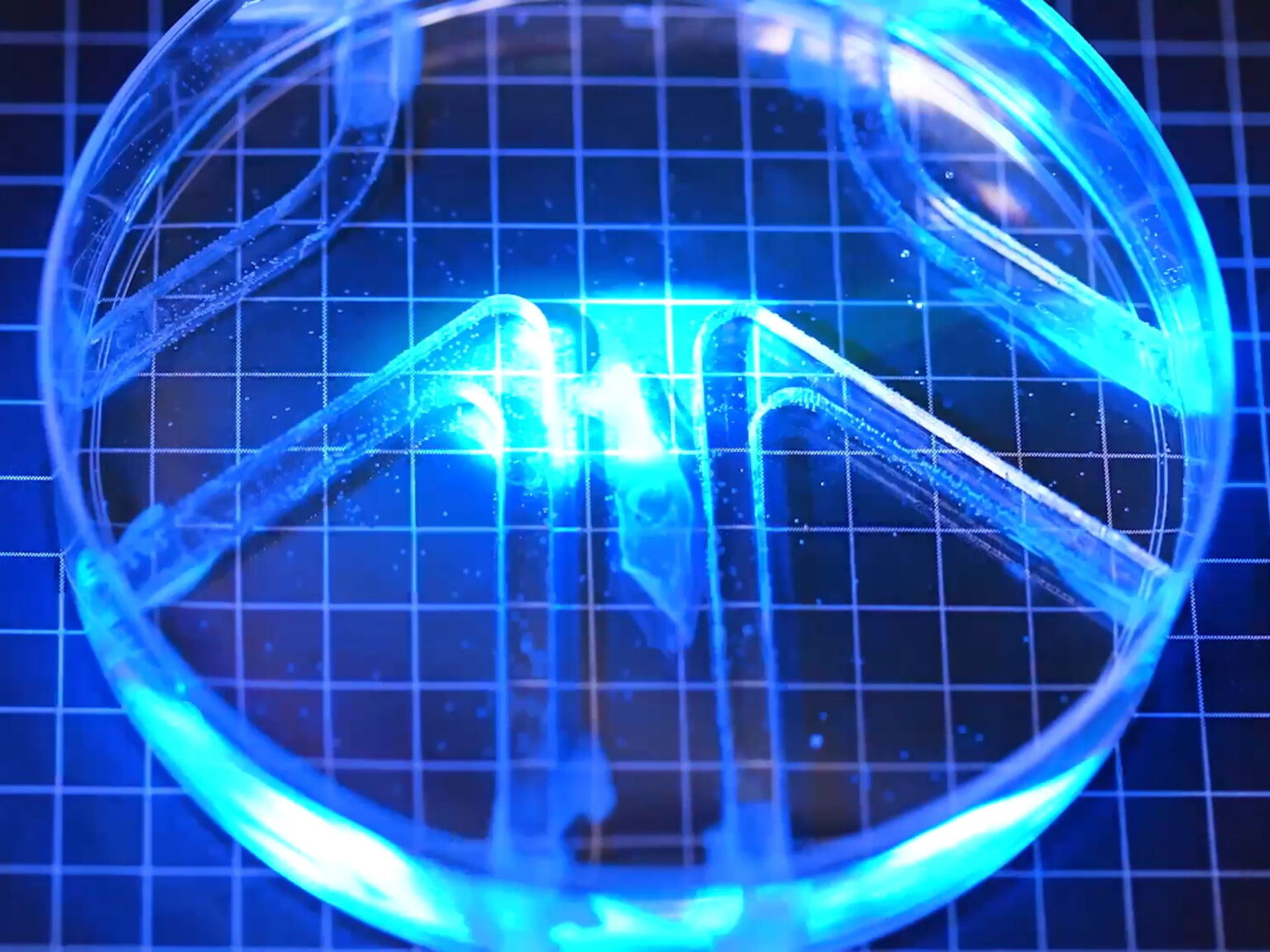 Paper-thin biohybrid robot with muscle cells swims through water maze Paper-thin biohybrid robot with muscle cells swims through water maze