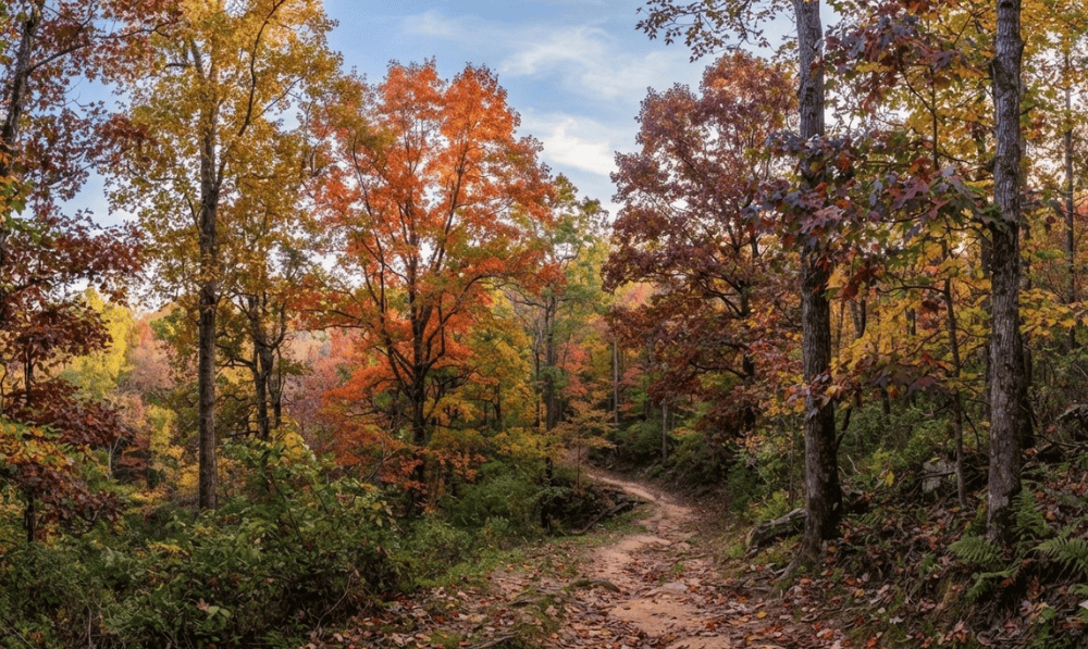 The Heartbeat of the Planet: Why Trees Matter The Heartbeat of the Planet: Why Trees Matter