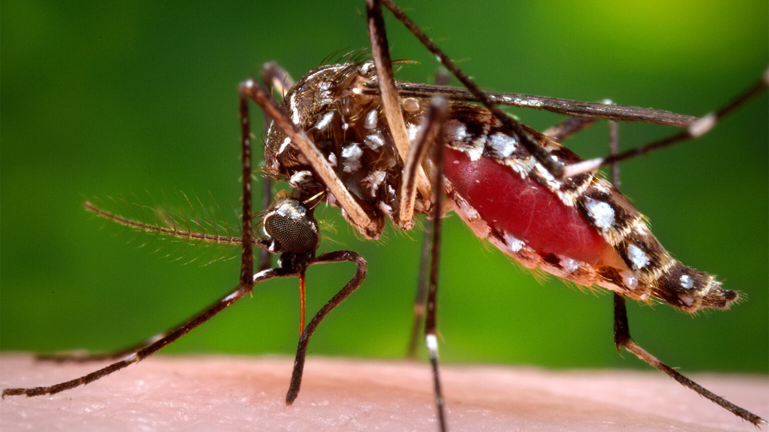 Florida’s Dengue Outbreak Is Now the Largest in the Continental U.S. in Decades