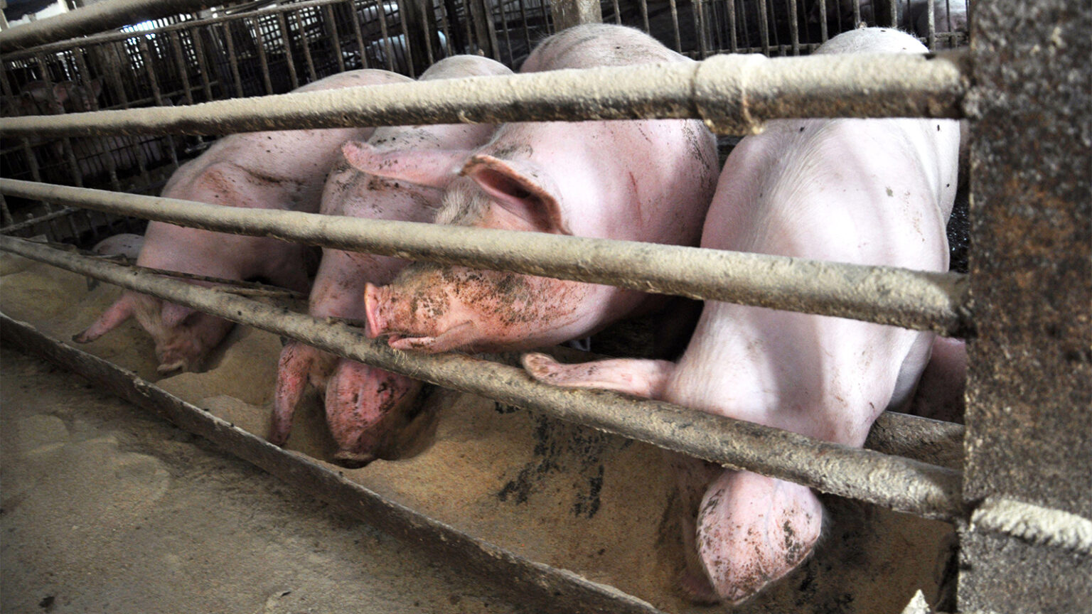 We Keep Treating Resistant Infections. We Rarely Ask Where the Resistance Came From.
