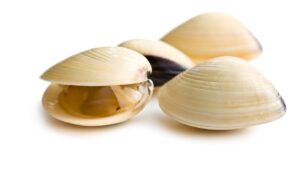 Oysters, clams linked to Salmonella outbreak; river closed to harvesting