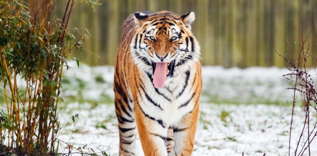 Should you watch a tiger mauling a man – or a live-streamed execution? We asked an ethicist