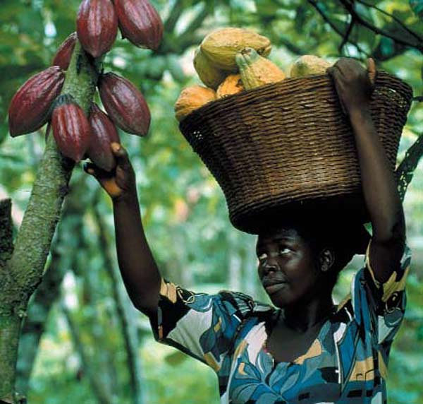 Nigeria’s Cocoa Exports to US Rises 554% to $142m Nigeria’s Cocoa Exports to US Rises 554% to $142m